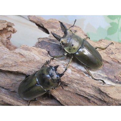 画像5: ☆美麗種☆ババオウゴンオニクワガタ♂49ミリ♀43ミリ新成虫ペア販売！！