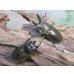 画像5: ☆美麗種☆ババオウゴンオニクワガタ♂49ミリ♀43ミリ新成虫ペア販売！！ (5)