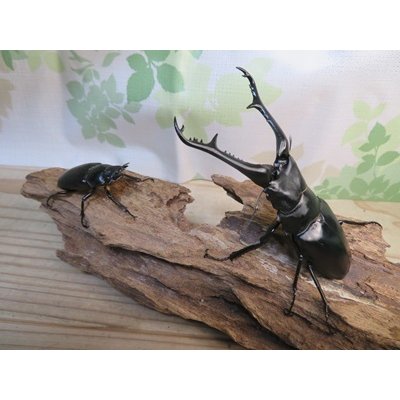 画像5: ☆大型新成虫☆ギラファノコギリクワガタ（亜種ケイスケ）♂107ミリ♀51ミリペア販売！！