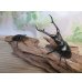 画像5: ☆大型新成虫☆ギラファノコギリクワガタ（亜種ケイスケ）♂107ミリ♀51ミリペア販売！！ (5)