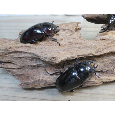 画像4: ☆新成虫☆レギウスオオツヤクワガタ♂79ミリ♀44ミリペア＋♀44ミリ計3頭のトリオ販売！！