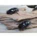 画像4: ☆新成虫☆レギウスオオツヤクワガタ♂79ミリ♀44ミリペア＋♀44ミリ計3頭のトリオ販売！！ (4)