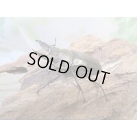 ☆美麗種☆ババオウゴンオニクワガタ♂49ミリ♀43ミリ新成虫ペア販売！！