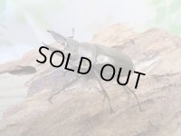 ☆美麗種☆ババオウゴンオニクワガタ♂49ミリ♀43ミリ新成虫ペア販売！！