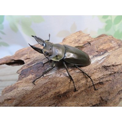 画像1: ☆美麗種☆ババオウゴンオニクワガタ♂49ミリ♀43ミリ新成虫ペア販売！！
