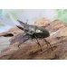 画像1: ☆美麗種☆ババオウゴンオニクワガタ♂49ミリ♀43ミリ新成虫ペア販売！！ (1)