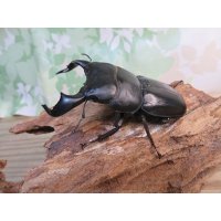 ☆WF3☆ダイオウヒラタクワガタ♂80ミリ♀46ミリ新成虫ペア販売！！