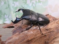 ☆WF3☆ダイオウヒラタクワガタ♂80ミリ♀46ミリ新成虫ペア販売！！