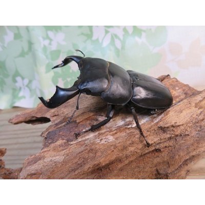 画像1: ☆WF3☆ダイオウヒラタクワガタ♂80ミリ♀46ミリ新成虫ペア販売！！