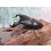 画像1: ☆WF3☆ダイオウヒラタクワガタ♂80ミリ♀46ミリ新成虫ペア販売！！ (1)