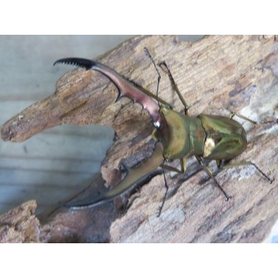 画像2: ☆新成虫☆メタリフェルホソアカクワガタ（サンギレンシス）♂63ミリ♀フリーサイズペア販売！！