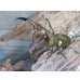画像2: ☆新成虫☆メタリフェルホソアカクワガタ（サンギレンシス）♂63ミリ♀フリーサイズペア販売！！ (2)