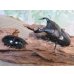 画像5: ☆WF3☆ダイオウヒラタクワガタ♂80ミリ♀46ミリ新成虫ペア販売！！ (5)