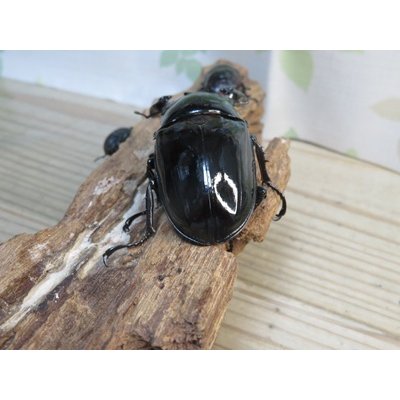 画像3: ☆新成虫☆レギウスオオツヤクワガタ♂79ミリ♀44ミリペア＋♀44ミリ計3頭のトリオ販売！！