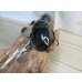 画像3: ☆新成虫☆レギウスオオツヤクワガタ♂79ミリ♀44ミリペア＋♀44ミリ計3頭のトリオ販売！！ (3)