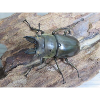 画像2: ☆美麗種☆ババオウゴンオニクワガタ♂49ミリ♀43ミリ新成虫ペア販売！！