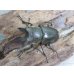 画像2: ☆美麗種☆ババオウゴンオニクワガタ♂49ミリ♀43ミリ新成虫ペア販売！！ (2)