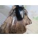 画像3: ☆大型新成虫☆ギラファノコギリクワガタ（亜種ケイスケ）♂107ミリ♀51ミリペア販売！！ (3)