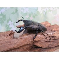 ☆WF3☆ダイオウヒラタクワガタ♂80ミリ♀47ミリ新成虫ペア販売！！