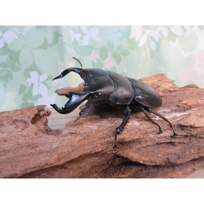 画像1: ☆WF3☆ダイオウヒラタクワガタ♂80ミリ♀47ミリ新成虫ペア販売！！