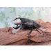 画像1: ☆WF3☆ダイオウヒラタクワガタ♂80ミリ♀47ミリ新成虫ペア販売！！ (1)