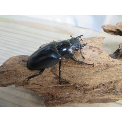 画像4: ☆大型新成虫☆ギラファノコギリクワガタ（亜種ケイスケ）♂107ミリ♀51ミリペア販売！！