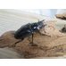 画像4: ☆大型新成虫☆ギラファノコギリクワガタ（亜種ケイスケ）♂107ミリ♀51ミリペア販売！！ (4)