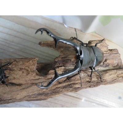 画像2: ☆大型新成虫☆ギラファノコギリクワガタ（亜種ケイスケ）♂107ミリ♀51ミリペア販売！！