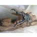 画像2: ☆大型新成虫☆ギラファノコギリクワガタ（亜種ケイスケ）♂107ミリ♀51ミリペア販売！！ (2)