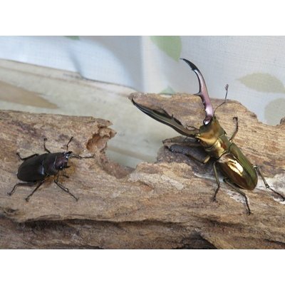 画像5: ☆新成虫☆メタリフェルホソアカクワガタ（サンギレンシス）♂63ミリ♀フリーサイズペア販売！！