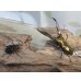画像5: ☆新成虫☆メタリフェルホソアカクワガタ（サンギレンシス）♂63ミリ♀フリーサイズペア販売！！ (5)