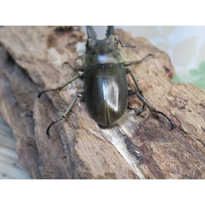 画像3: ☆美麗種☆ババオウゴンオニクワガタ♂49ミリ♀43ミリ新成虫ペア販売！！