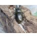 画像3: ☆美麗種☆ババオウゴンオニクワガタ♂49ミリ♀43ミリ新成虫ペア販売！！ (3)