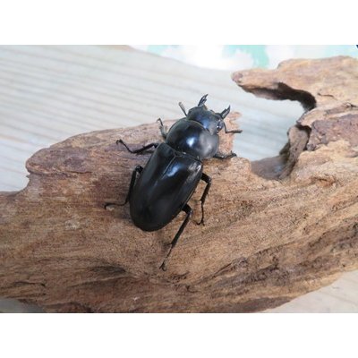 画像4: ☆新成虫☆フォルスターフタマタクワガタ（原名亜種）♂66ミリ♀41ミリペア販売！！