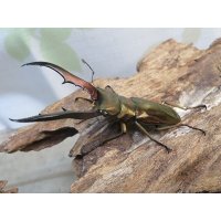 ☆新成虫☆メタリフェルホソアカクワガタ（サンギレンシス）♂63ミリ♀フリーサイズペア販売！！