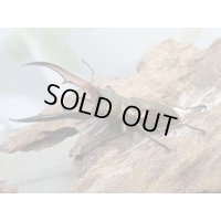 ☆新成虫☆メタリフェルホソアカクワガタ（サンギレンシス）♂63ミリ♀フリーサイズペア販売！！