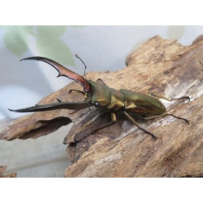 画像1: ☆新成虫☆メタリフェルホソアカクワガタ（サンギレンシス）♂63ミリ♀フリーサイズペア販売！！
