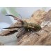 画像1: ☆新成虫☆メタリフェルホソアカクワガタ（サンギレンシス）♂63ミリ♀フリーサイズペア販売！！ (1)