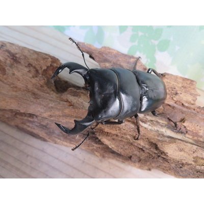 画像2: ☆WF3☆ダイオウヒラタクワガタ♂80ミリ♀47ミリ新成虫ペア販売！！