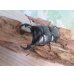 画像2: ☆WF3☆ダイオウヒラタクワガタ♂80ミリ♀47ミリ新成虫ペア販売！！ (2)