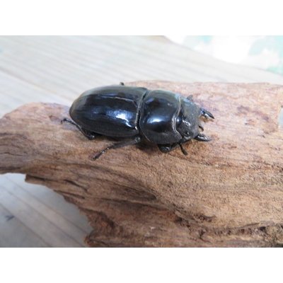 画像4: ☆WF3☆ダイオウヒラタクワガタ♂80ミリ♀46ミリ新成虫ペア販売！！