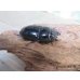 画像4: ☆WF3☆ダイオウヒラタクワガタ♂80ミリ♀46ミリ新成虫ペア販売！！ (4)