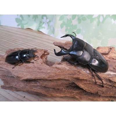 画像5: ☆WF3☆ダイオウヒラタクワガタ♂80ミリ♀47ミリ新成虫ペア販売！！