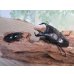 画像5: ☆WF3☆ダイオウヒラタクワガタ♂80ミリ♀47ミリ新成虫ペア販売！！ (5)