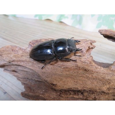 画像4: ☆WF3☆ダイオウヒラタクワガタ♂80ミリ♀47ミリ新成虫ペア販売！！