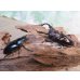 画像5: ☆新成虫☆フォルスターフタマタクワガタ（原名亜種）♂66ミリ♀41ミリペア販売！！ (5)