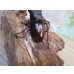 画像3: ☆新成虫☆メルキオリティスフタマタクワガタ♂74ミリ♀-A´41ミリペア販売！！ (3)
