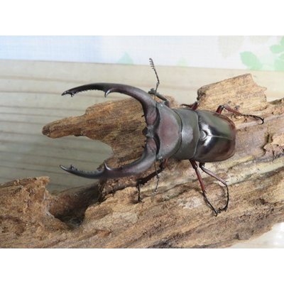 画像2: ☆新成虫☆メルキオリティスフタマタクワガタ♂74ミリ♀-A´41ミリペア販売！！