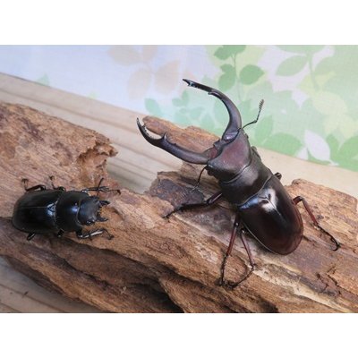 画像5: ☆新成虫☆メルキオリティスフタマタクワガタ♂74ミリ♀-A´41ミリペア販売！！