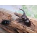 画像5: ☆新成虫☆メルキオリティスフタマタクワガタ♂74ミリ♀-A´41ミリペア販売！！ (5)